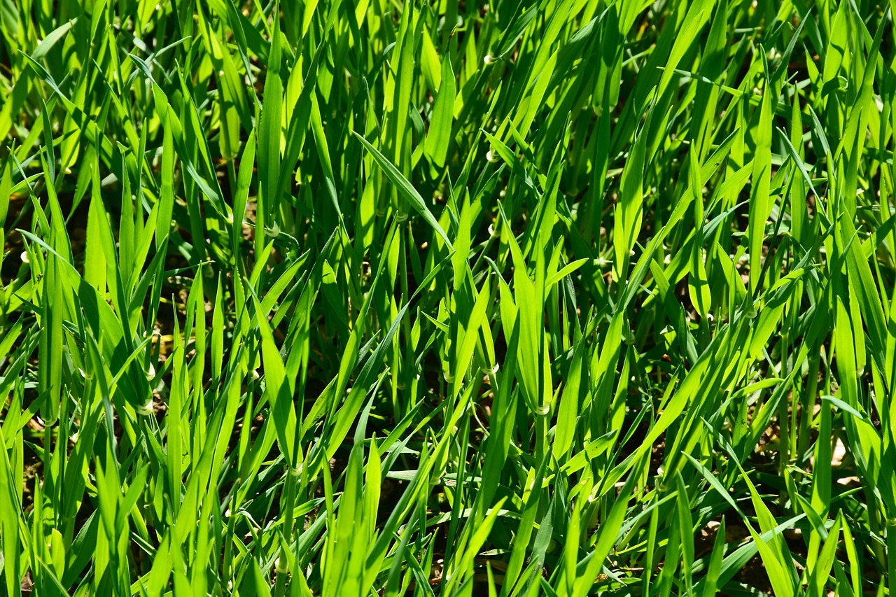 grass, plant, growth-3336706.jpg